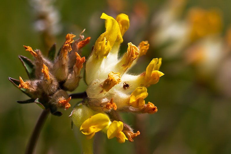 Anthyllis vulneraria sl.